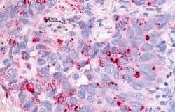 Invitrogen Cdc7 Polyclonal Antibody 25 &mu;g; Unconjugated:Antibodies,