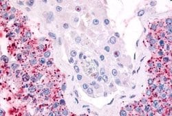 Invitrogen Cdc7 Polyclonal Antibody 25 &mu;g; Unconjugated:Antibodies,