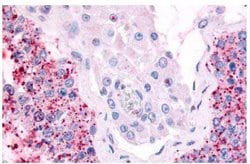 Invitrogen Cdc7 Polyclonal Antibody 25 &mu;g; Unconjugated:Antibodies,