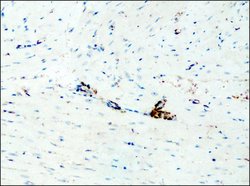 Invitrogen Destrin Polyclonal Antibody 50 &mu;L; Unconjugated:Antibodies,