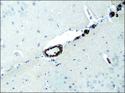 Invitrogen Destrin Polyclonal Antibody 50 &mu;L; Unconjugated:Antibodies,