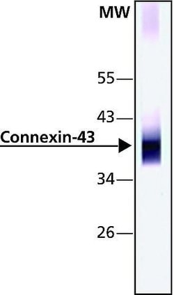 Invitrogen Connexin 43 Polyclonal Antibody 100 &mu;L; Unconjugated:Antibodies,