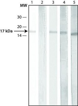 Invitrogen H3K9acS10ph Polyclonal Antibody 50 &mu;L; Unconjugated:Antibodies,