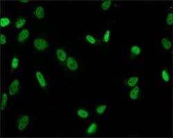 Invitrogen H3K9acS10ph Polyclonal Antibody 50 &mu;L; Unconjugated:Antibodies,