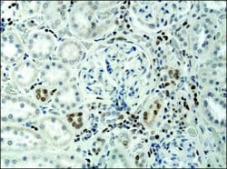 Invitrogen H3K9acS10ph Polyclonal Antibody 50 &mu;L; Unconjugated:Antibodies,