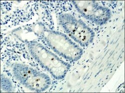 Invitrogen H3K9acS10ph Polyclonal Antibody 50 &mu;L; Unconjugated:Antibodies,