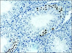Invitrogen H3K9acS10ph Polyclonal Antibody 50 &mu;L; Unconjugated:Antibodies,