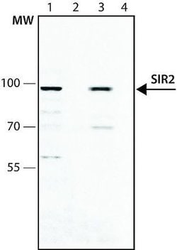 SIRT2 Polyclonal Antibody, Invitrogen 100 &mu;L; Unconjugated:Antibodies,
