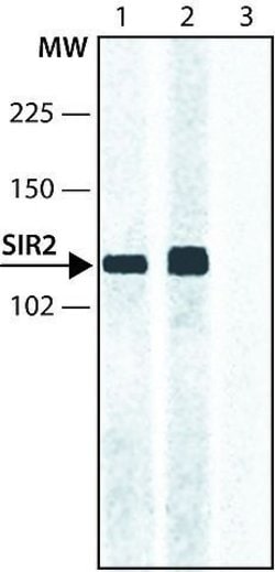 SIRT2 Polyclonal Antibody, Invitrogen 100 &mu;L; Unconjugated:Antibodies,