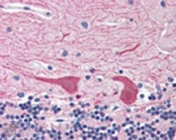 Invitrogen Syntaxin 2 Polyclonal Antibody 50 &mu;g; Unconjugated:Antibodies,