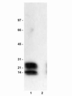 Invitrogen Phospho-Phospholamban (Ser16) Polyclonal Antibody 50 &mu;g;
