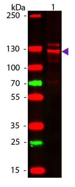 Invitrogen Collagen I Polyclonal Antibody 100 &mu;g; Unconjugated:Antibodies,