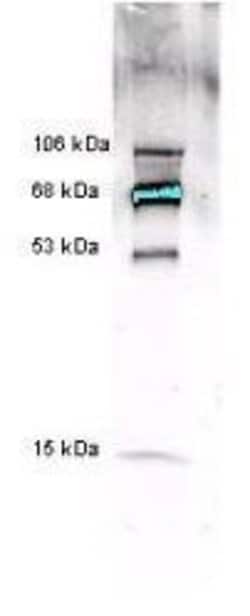 Invitrogen Myeloperoxidase Polyclonal Antibody 100 &mu;L; Unconjugated:Antibodies,
