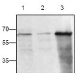 Invitrogen CD154 (CD40 Ligand) Polyclonal Antibody 50 &mu;g; Unconjugated:Antibodies,