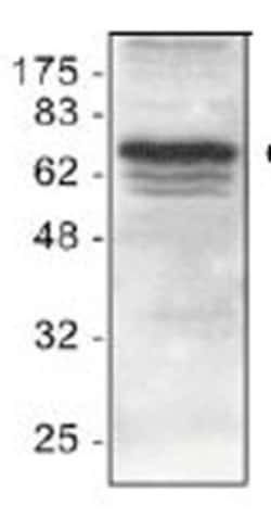 Invitrogen cIAP1 Polyclonal Antibody 50 &mu;g; Unconjugated:Antibodies,