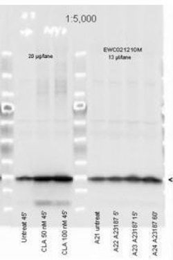 Invitrogen Phospho-MYL12A (Ser19) Polyclonal Antibody 50 &mu;g; Unconjugated:Antibodies,