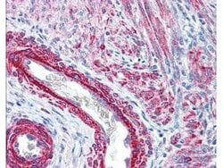 Invitrogen Phospho-MYL12A (Ser19) Polyclonal Antibody 50 &mu;g; Unconjugated:Antibodies,