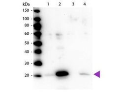 Invitrogen Phospho-MYL12A (Ser19) Polyclonal Antibody 50 &mu;g; Unconjugated:Antibodies,