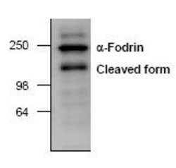 Invitrogen SPTAN1 Polyclonal Antibody 50 &mu;g; Unconjugated:Antibodies,