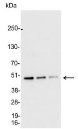 Invitrogen&trade;&nbsp;AU5 Tag Polyclonal Antibody