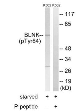 Invitrogen Phospho-BLNK (Tyr84) Polyclonal Antibody 50 &mu;L; Unconjugated:Antibodies,
