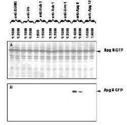 Invitrogen ATG8 Polyclonal Antibody 250 &mu;g; Unconjugated:Antibodies,