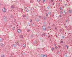 Invitrogen Fibrinogen Polyclonal Antibody 100 &mu;L; Unconjugated:Antibodies,