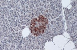 Invitrogen Insulin Polyclonal Antibody 500 &mu;L; Unconjugated:Antibodies,