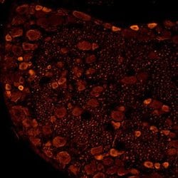 Invitrogen P2X3 Polyclonal Antibody 50 &mu;L; Unconjugated:Antibodies,