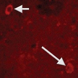 Invitrogen NPY Polyclonal Antibody 50 &mu;L; Unconjugated:Antibodies, Polyclonal