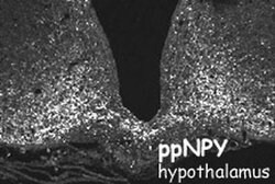 Invitrogen NPY Polyclonal Antibody 50 &mu;L; Unconjugated:Antibodies, Polyclonal