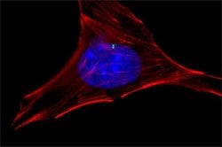 gamma Tubulin Polyclonal Antibody, Invitrogen 100 &mu;L; Unconjugated:Antibodies,