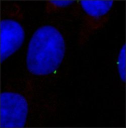 gamma Tubulin Polyclonal Antibody, Invitrogen 100 &mu;L; Unconjugated:Antibodies,