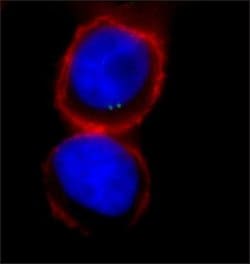 gamma Tubulin Polyclonal Antibody, Invitrogen 100 &mu;L; Unconjugated:Antibodies,