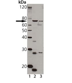Invitrogen TAP1 Polyclonal Antibody 50 &mu;L | Buy Online | Invitrogen&trade; | Fisher Scientific