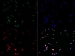 Invitrogen&trade;&nbsp;TLR7 Polyclonal Antibody