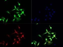 Invitrogen TLR7 Polyclonal Antibody 50 &mu;g | Buy Online | Invitrogen&trade; | Fisher Scientific