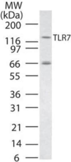 Invitrogen TLR7 Polyclonal Antibody 50 &mu;g | Buy Online | Invitrogen&trade; | Fisher Scientific