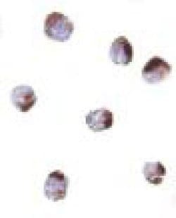 Invitrogen PHAP Polyclonal Antibody 50 &mu;g | Buy Online | Invitrogen&trade; | Fisher Scientific