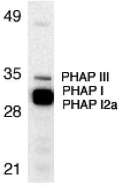 Invitrogen PHAP Polyclonal Antibody 50 &mu;g | Buy Online | Invitrogen&trade; | Fisher Scientific