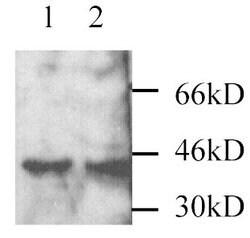 Invitrogen MEK3 Polyclonal Antibody 100 &mu;g | Buy Online | Invitrogen&trade; | Fisher Scientific