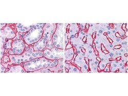 Invitrogen Collagen IV Polyclonal Antibody 100 &mu;g; Unconjugated:Antibodies,