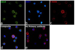 Invitrogen™ Rabbit anti-Rat IgG (H+L) Secondary Antibody, FITC