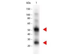 Invitrogen™ Donkey anti-Goat IgG (H+L) Secondary Antibody