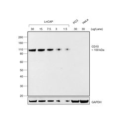 Invitrogen™ Donkey anti-Goat IgG (H+L) Secondary Antibody, HRP