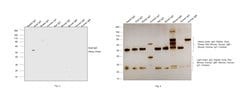 Invitrogen Donkey anti-Goat IgG (H+L) Secondary Antibody, HRP 1 mg; HRP:Antibodies,
