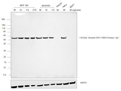 Invitrogen&trade;&nbsp;Goat anti-Chicken IgY (H+L) Secondary Antibody, HRP