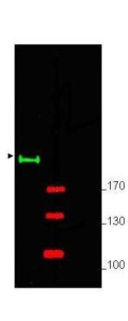 Invitrogen GLI2 Polyclonal Antibody 50 &mu;g; Unconjugated:Antibodies,