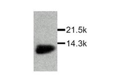 Invitrogen MIF Polyclonal Antibody 50 &mu;g; Unconjugated:Antibodies, Polyclonal