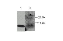 Invitrogen MDC Polyclonal Antibody 50 &mu;g; Unconjugated:Antibodies, Polyclonal